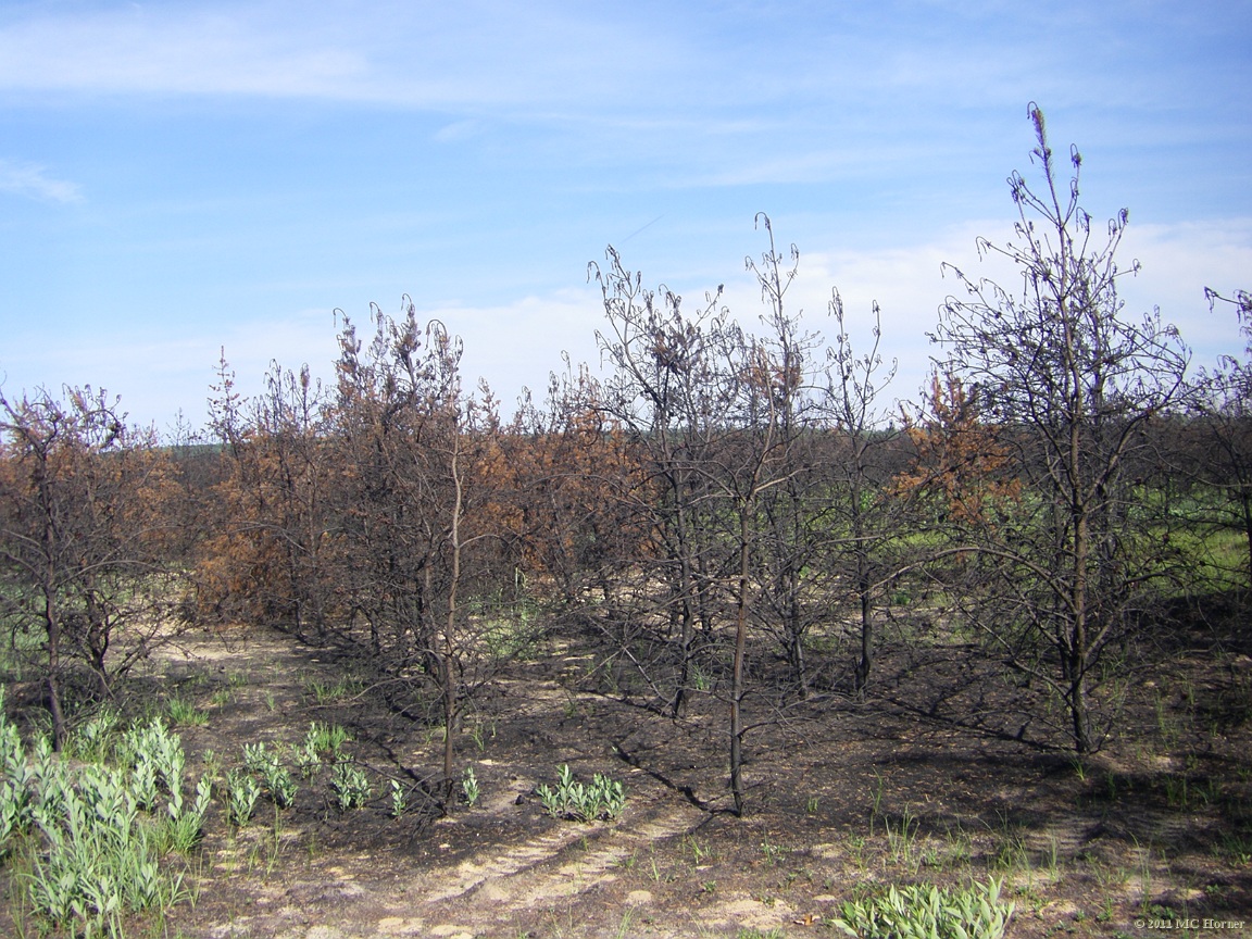 Effects of wildfire on pine plantation.