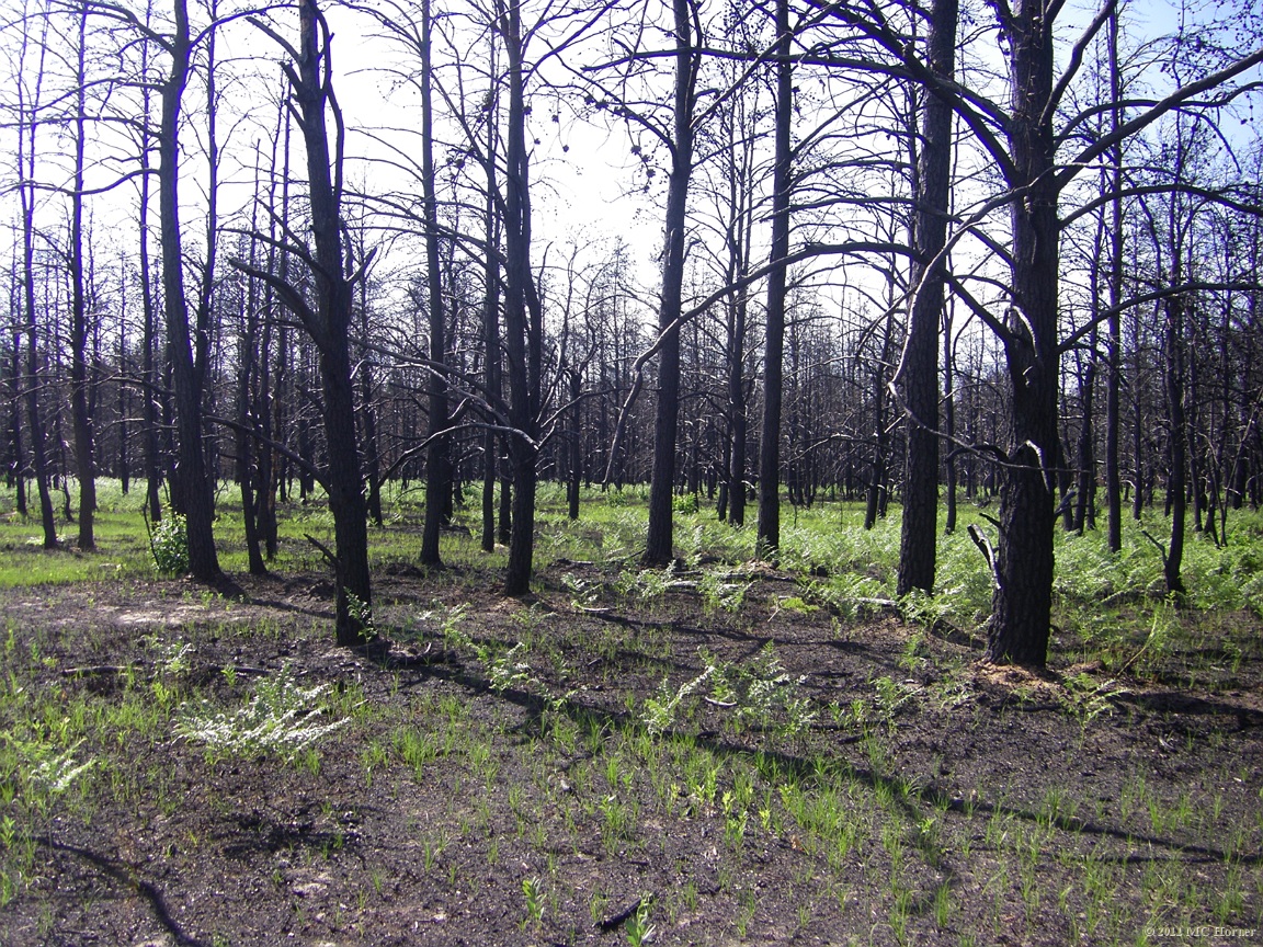 Wiped out the more mature jack pines just as efficiently as the small ones.