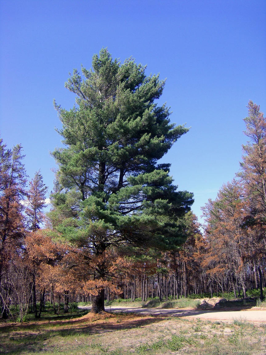 Landmark white pine. See it  before it  got scorched.