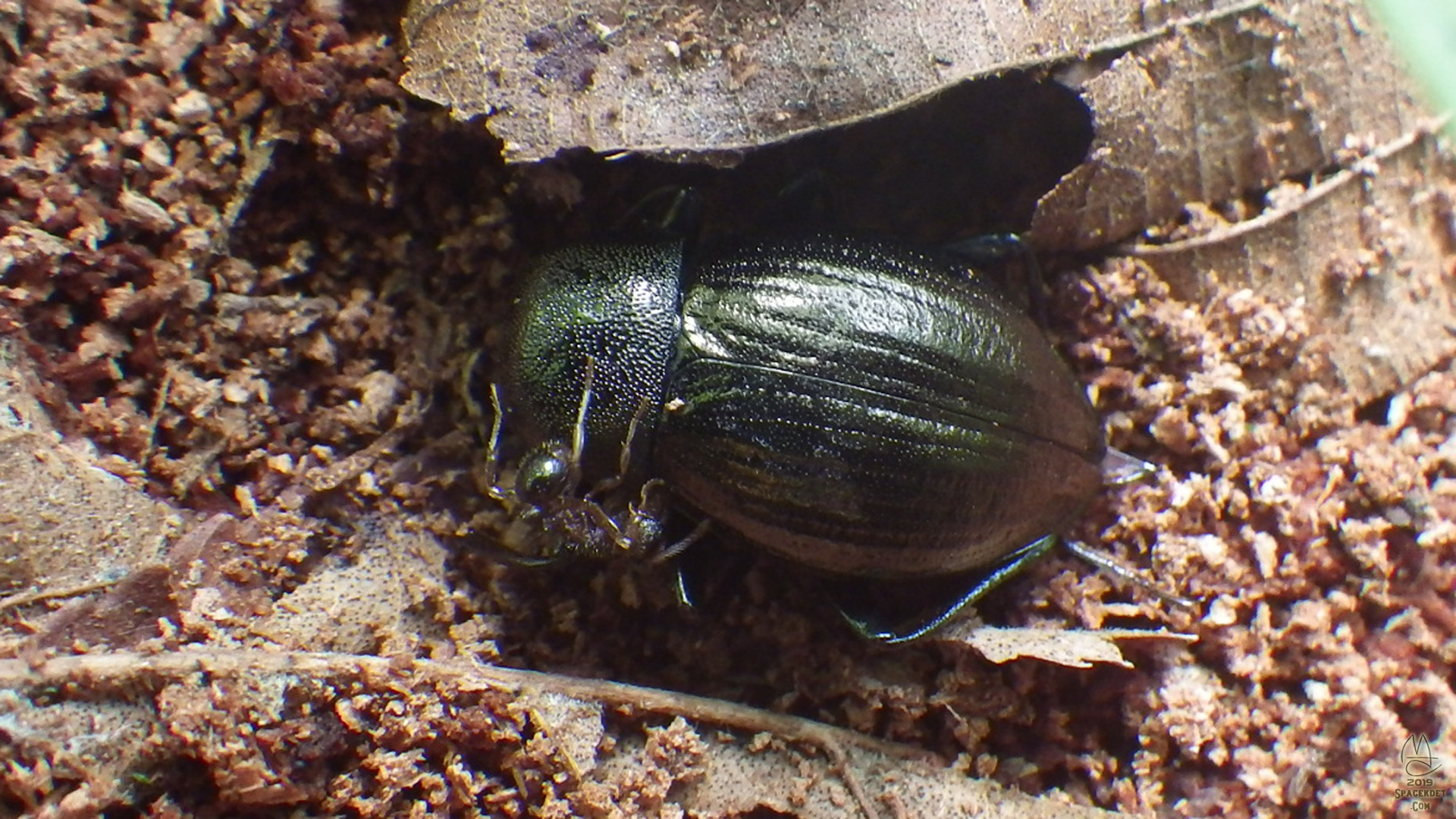 Ant recycling a beetle.