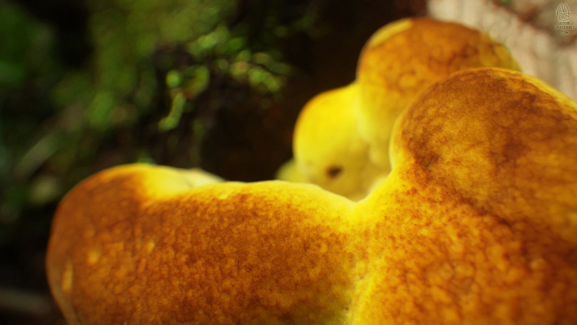 Fungus close up.
