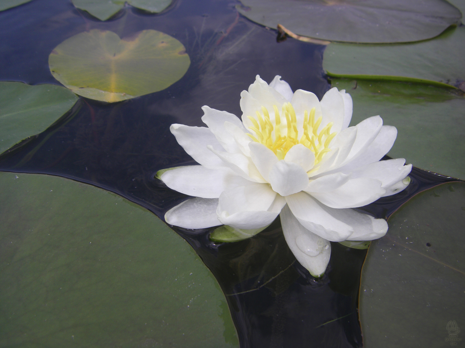 Lily Pad in bloom.