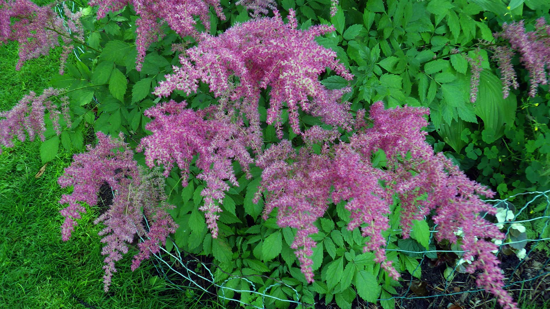 Astilbe. Fireworks for the Fourth.