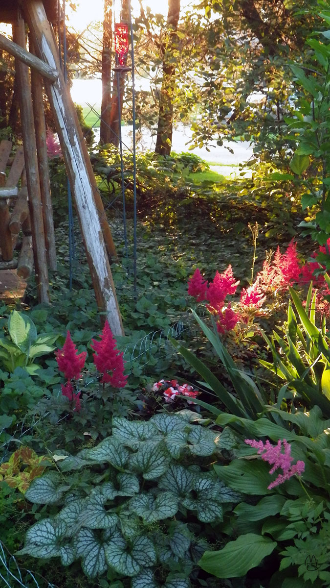 Astilbe filling in nicely.