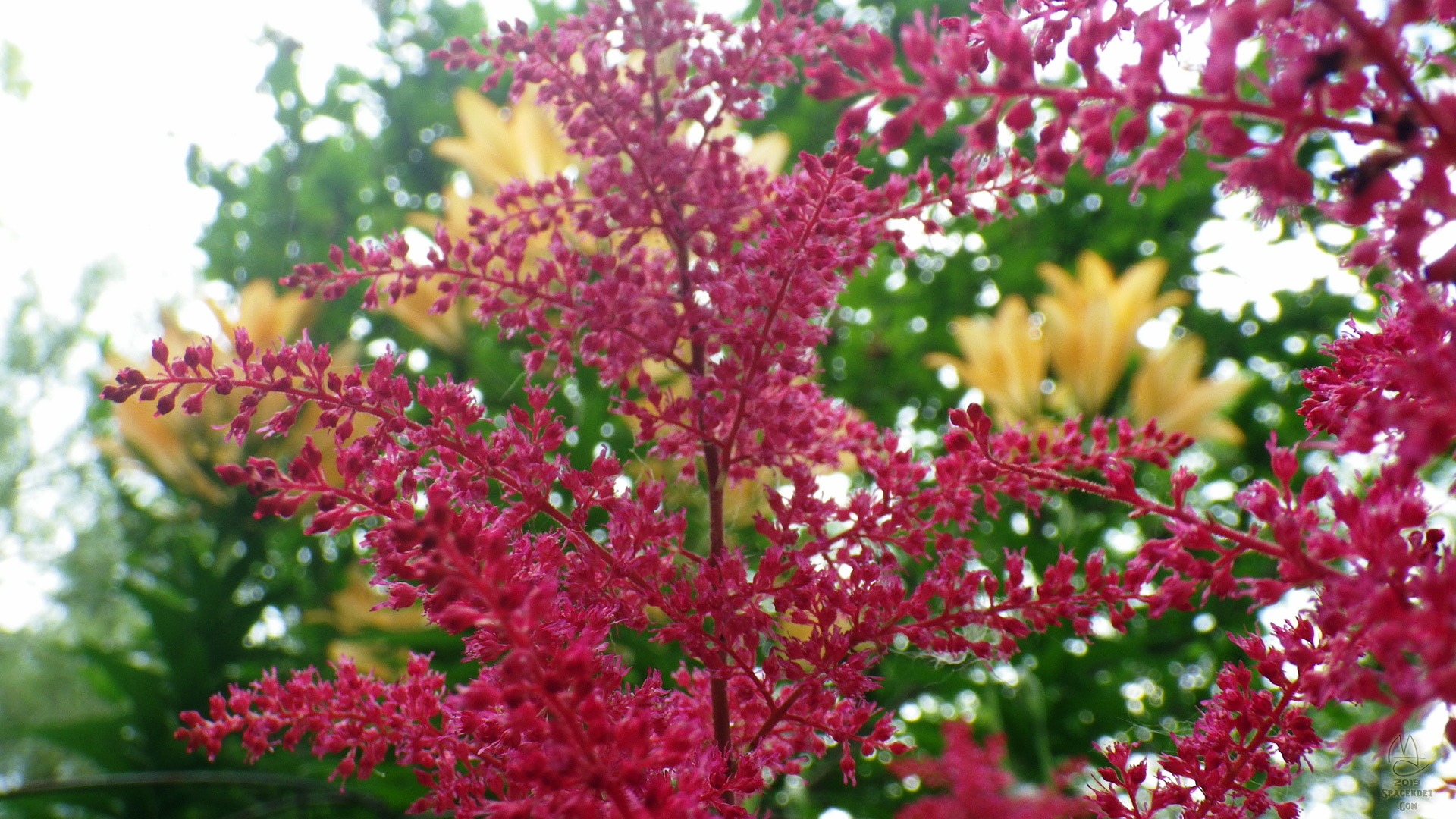 Astilbe