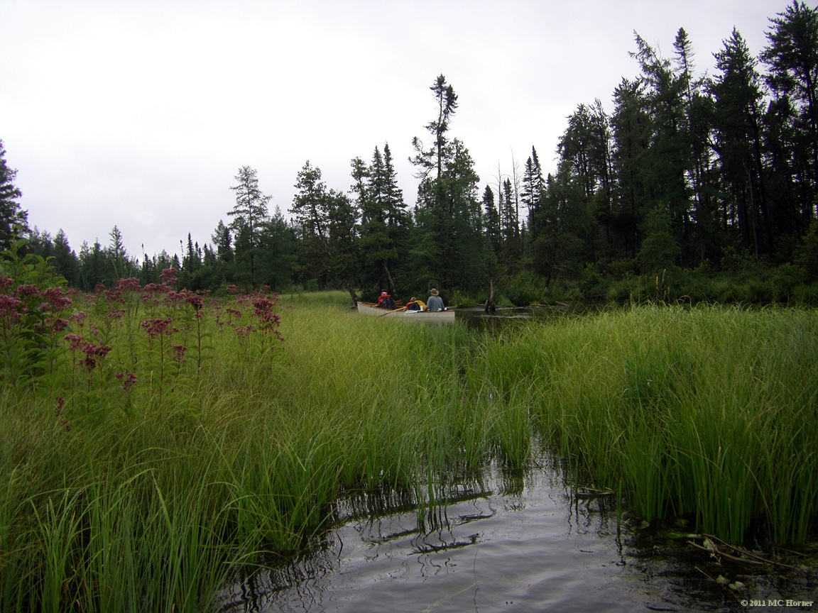 Heading into the cedar swamp.