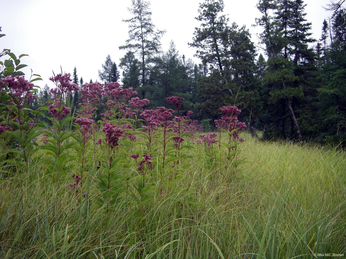 Past the Joe Pye Weed.