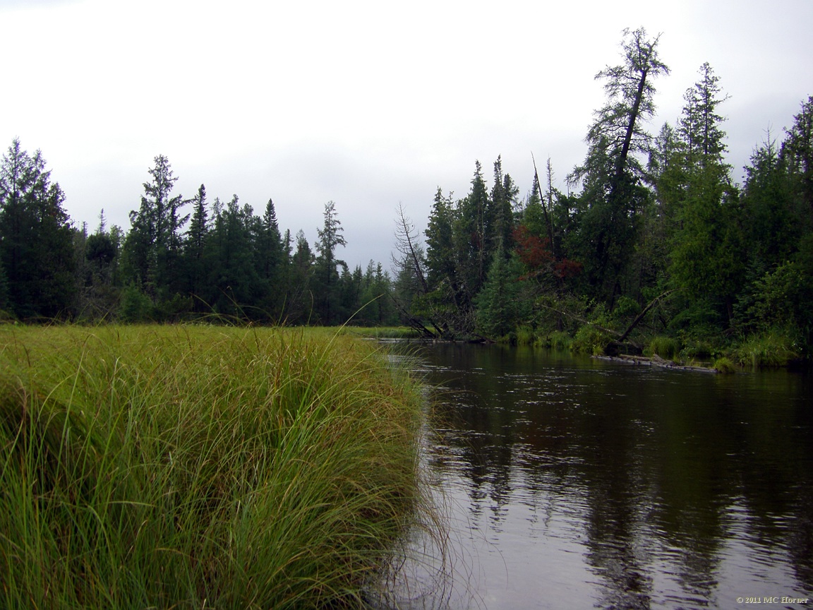 Swamp grass.