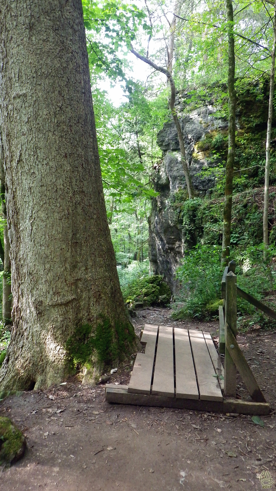 Healthy tree along trail.