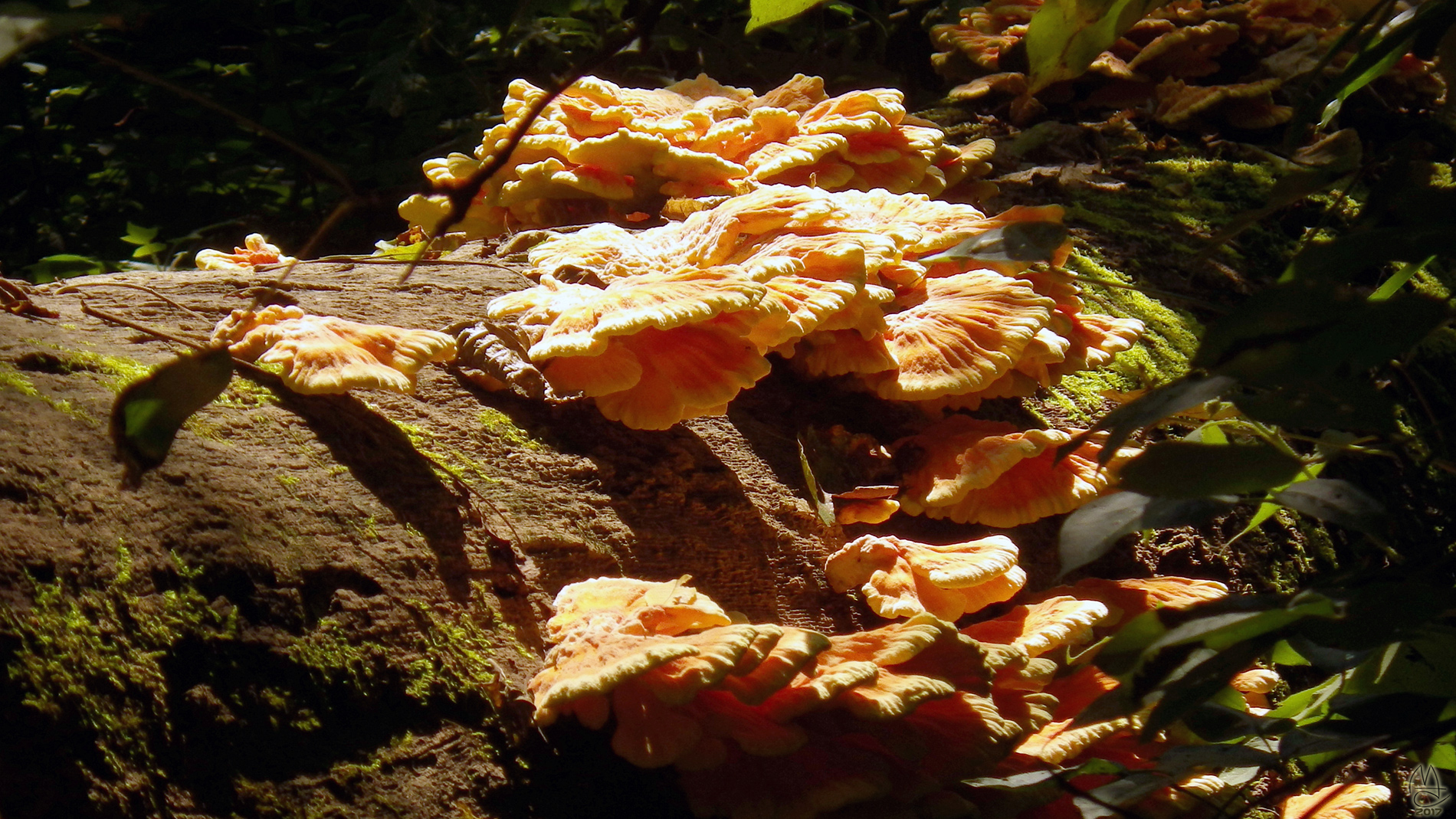 Mushroom, Pentax style.