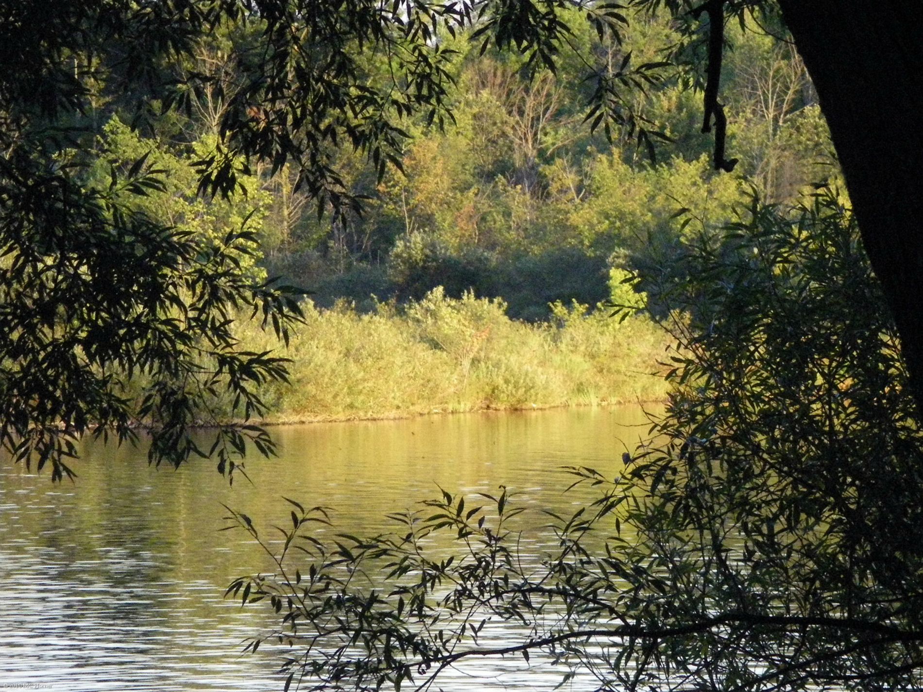 Late August evening light.