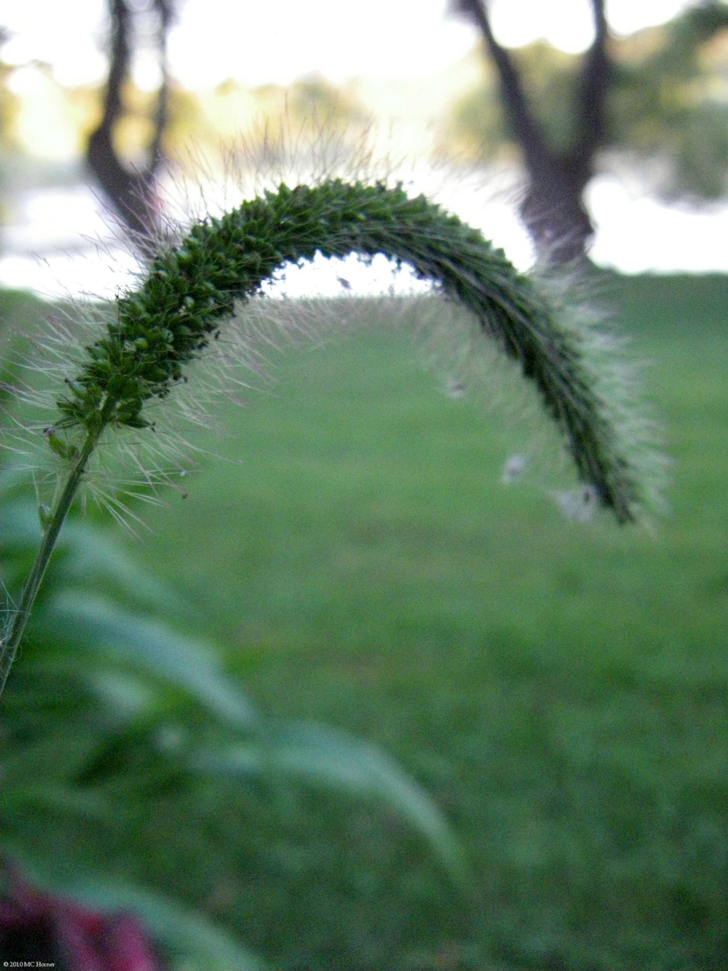 Foxtail.