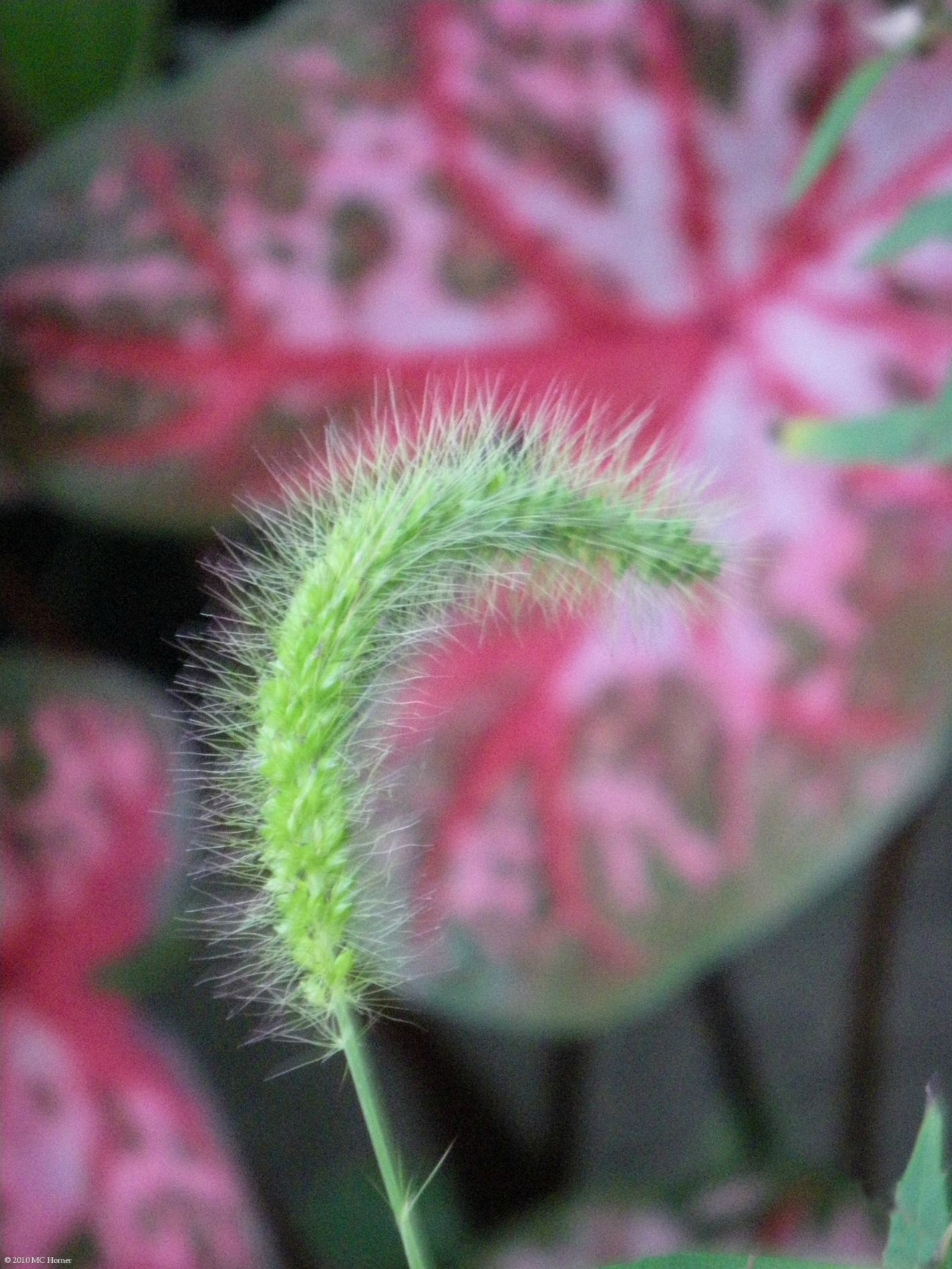 Foxtail and Caladium.