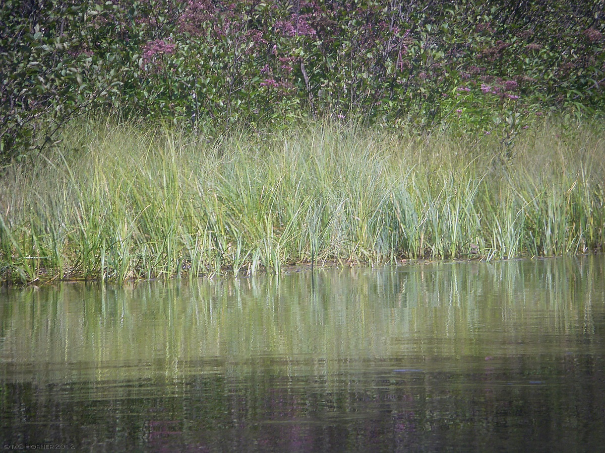 Marsh grass and Joe Pye Weed