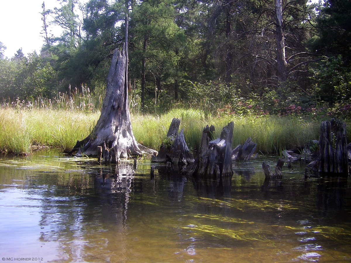 Stumpy and friends.