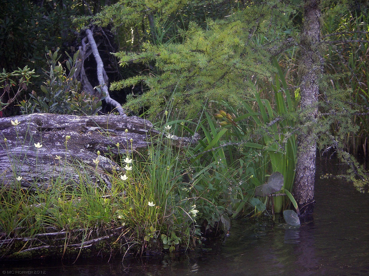 Riverside garden.