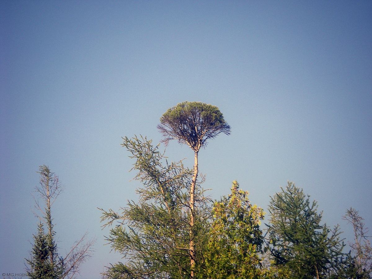 Dr. Seuss tree.