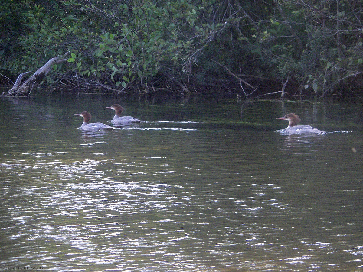 Red-Headed-Something-Or-Others.