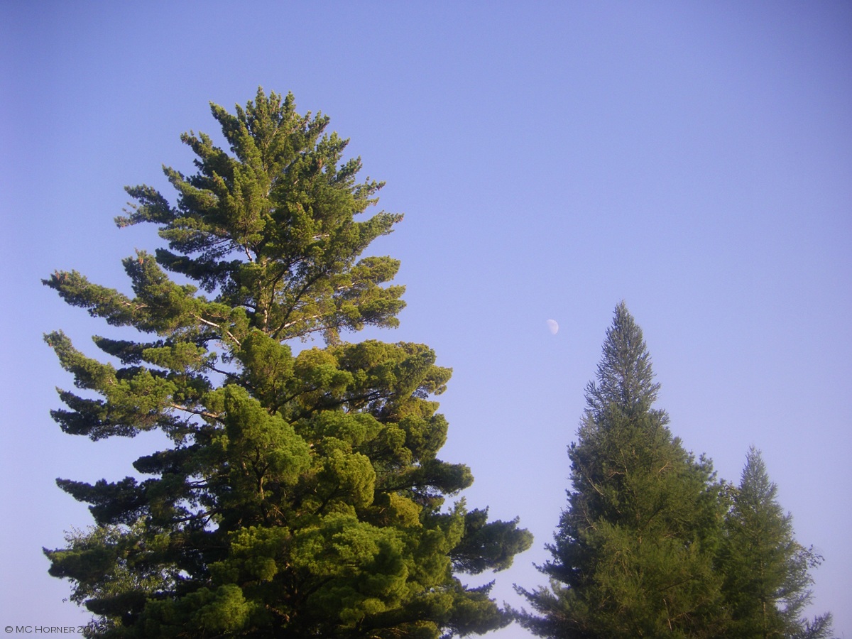 White Pine and the Moon.