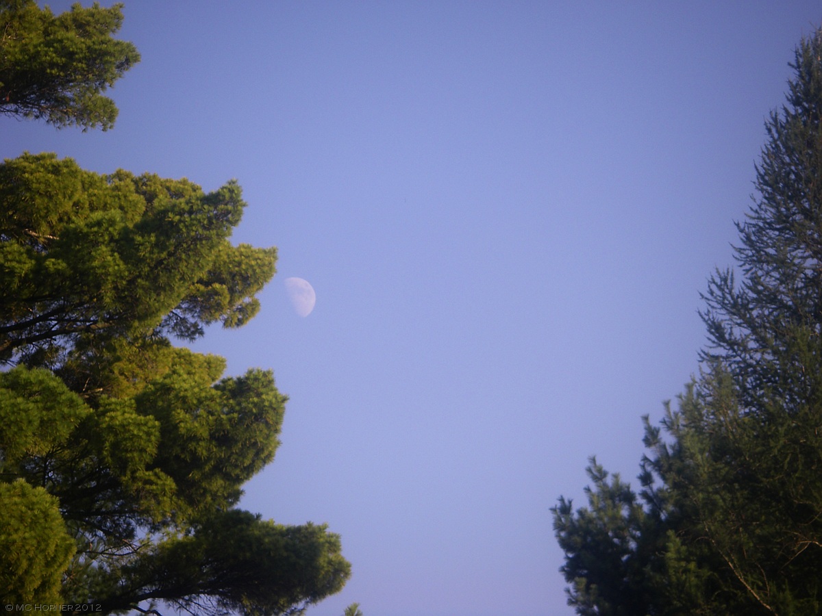 White Pine and the Moon.
