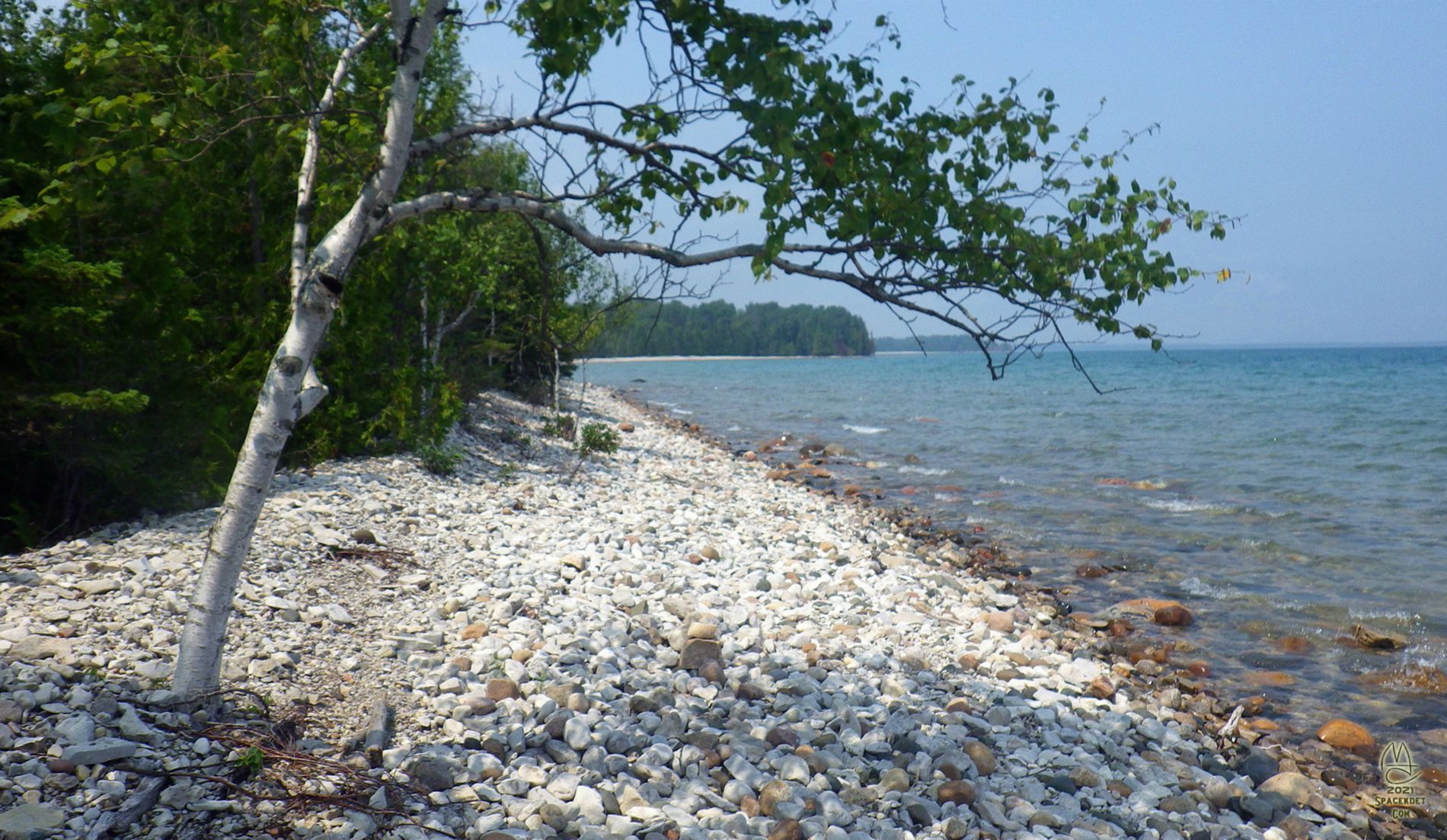 Birch on the beach.