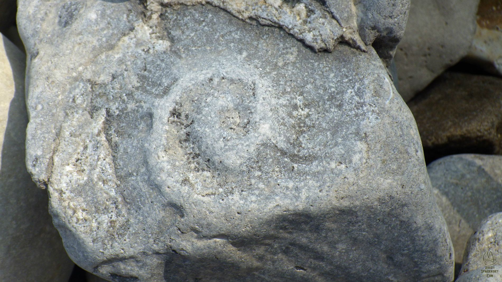 Time spiral. Fossil in limestone.