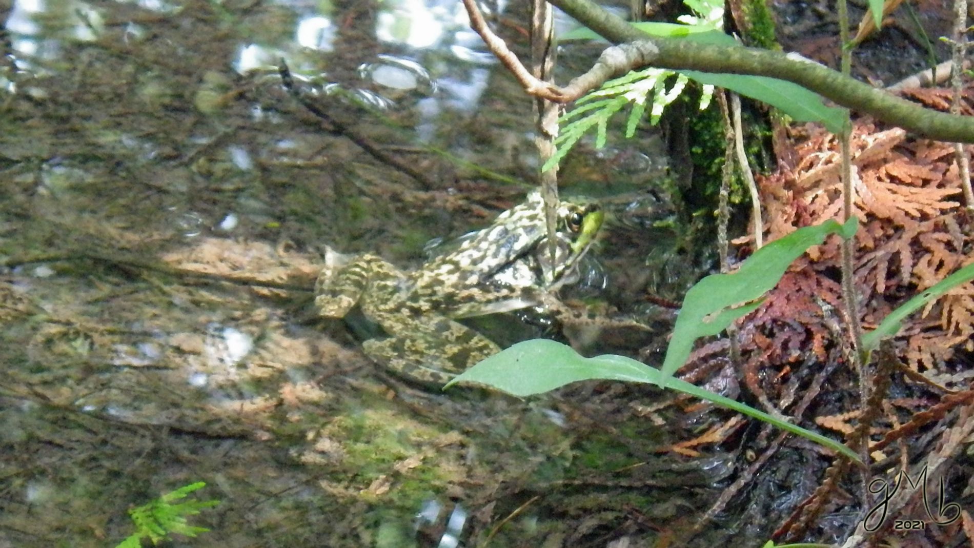 Cool green swimmer. Photo by Grant B.