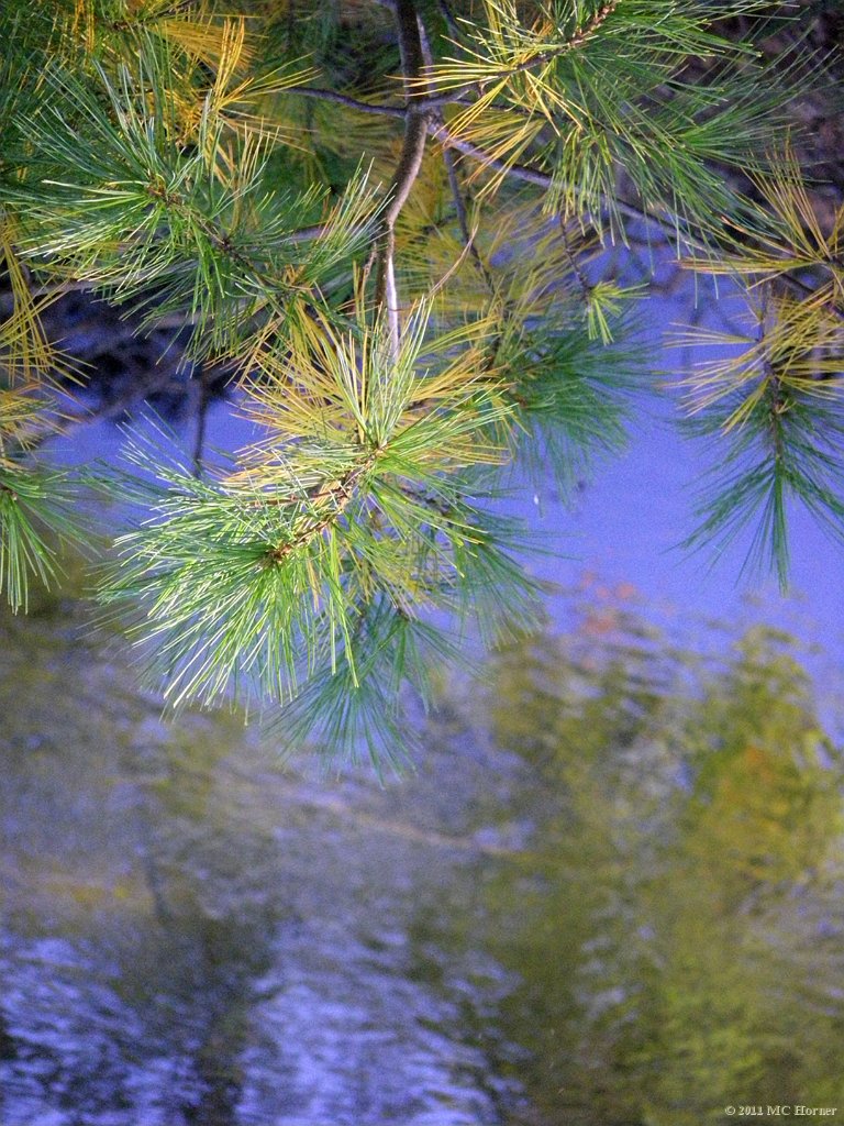 Pinus Strobus.