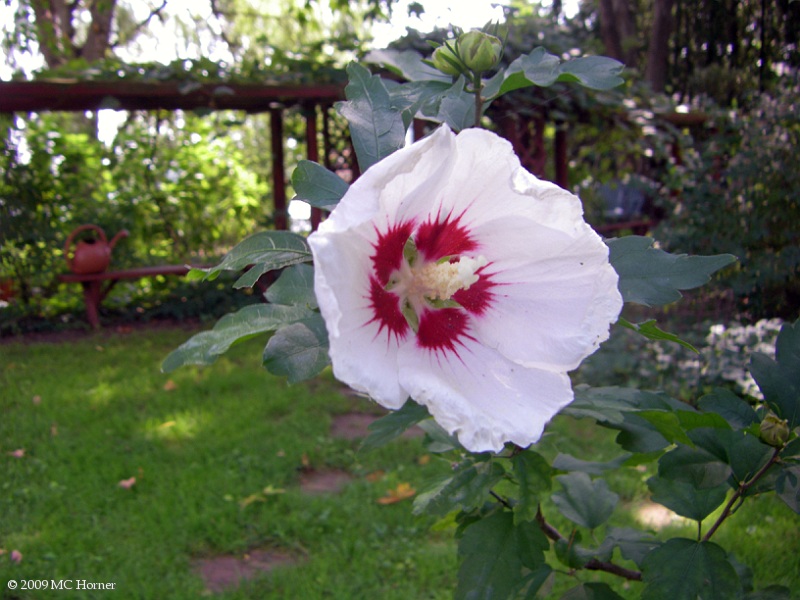 Rose of Sharon.