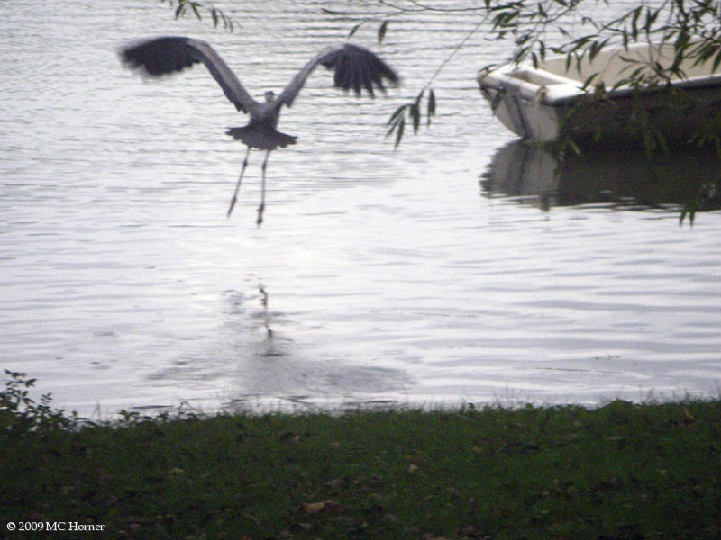 Blue Heron, in the act of departing.