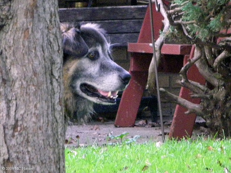 On Squirrel Patrol.