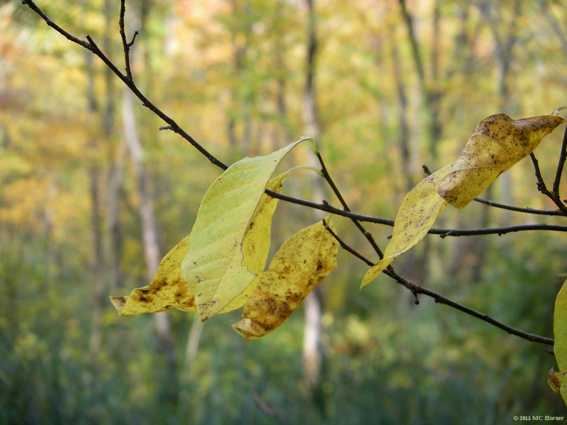 Swamp colors, Proud Lake State Recreation Area.