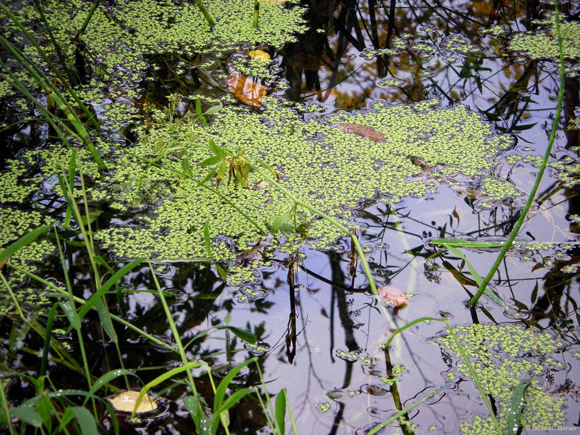 Duckweed, Proud Lake State Recreation Area.