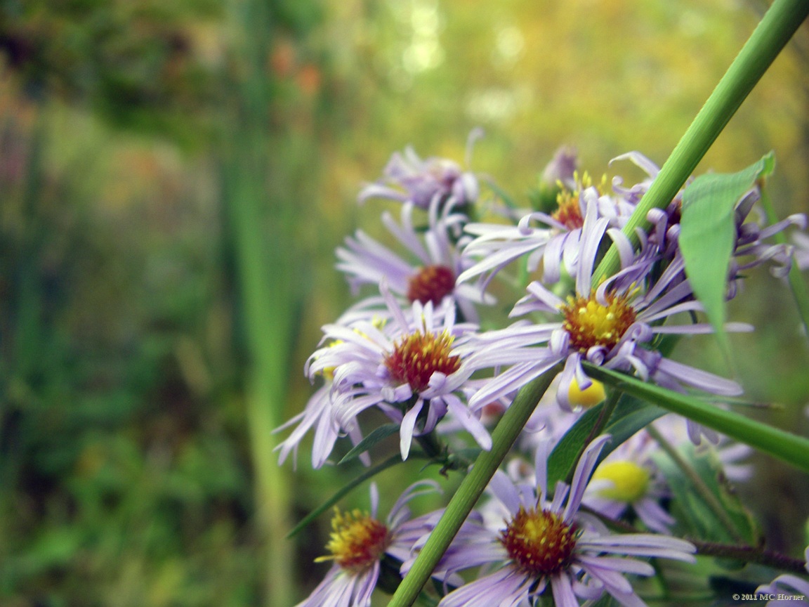Aster, Proud Lake State Recreation Area.