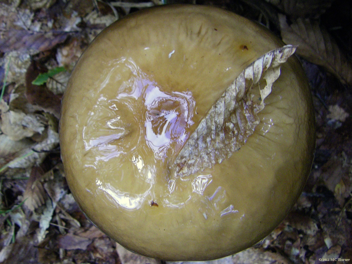 Mushroom, Proud Lake State Recreation Area.