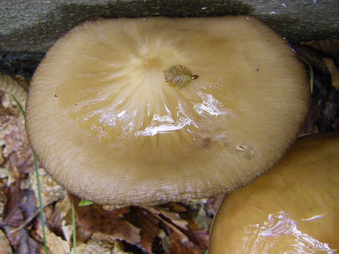 Disconcertingly moist mushroom, Proud Lake State Recreation Area.