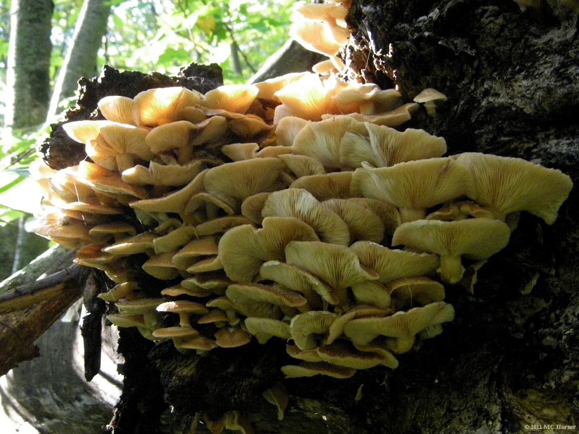 Mushroom, Proud Lake State Recreation Area.