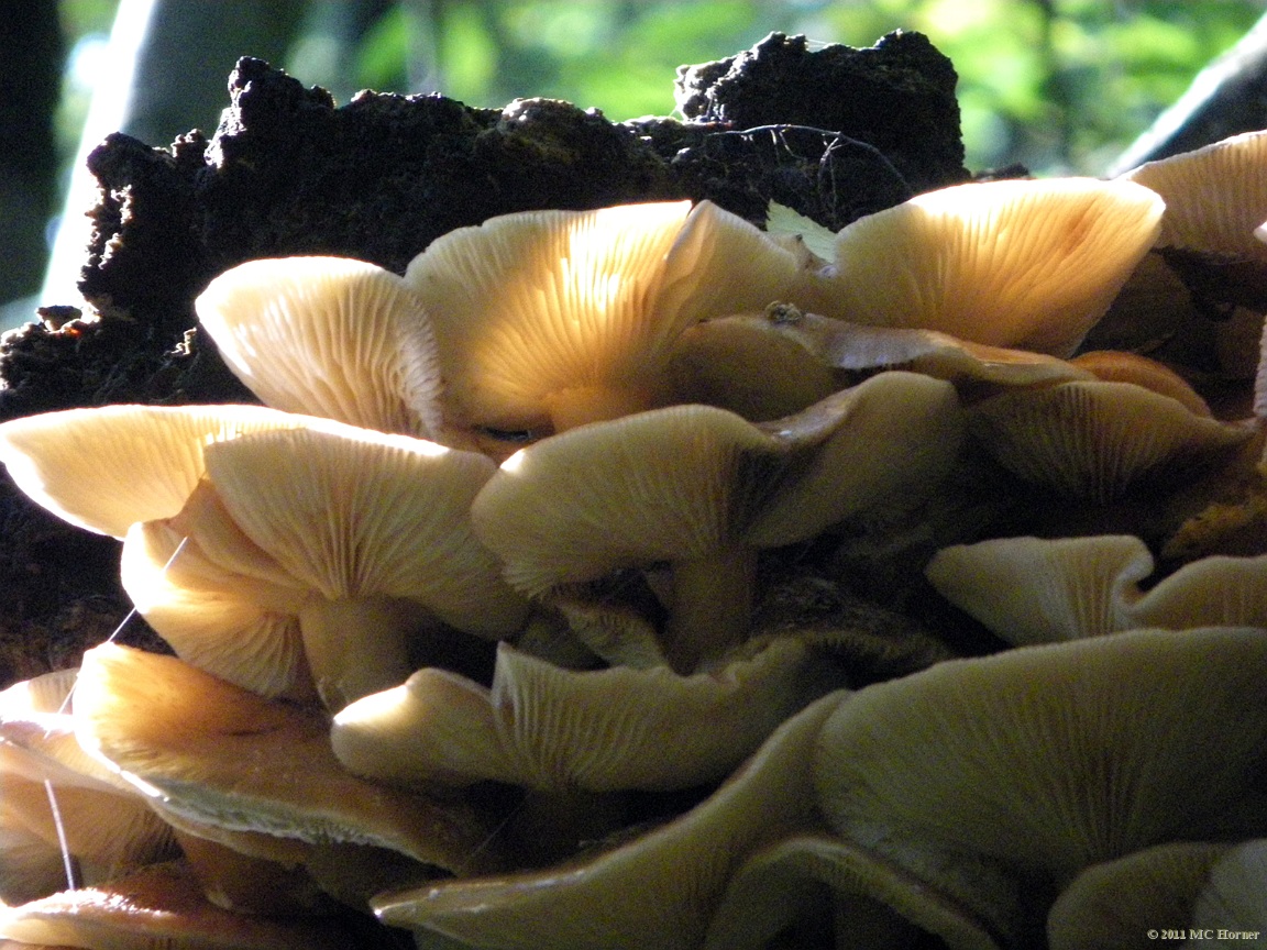 Mushroom, Proud Lake State Recreation Area.