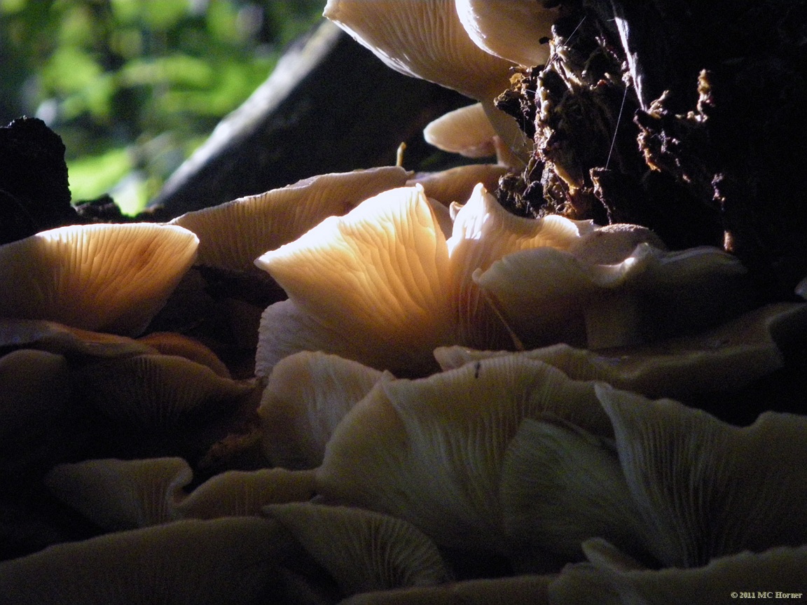 Mushroom, Proud Lake State Recreation Area.