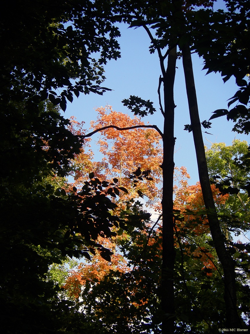 Red Maple, Proud Lake State Recreation Area.