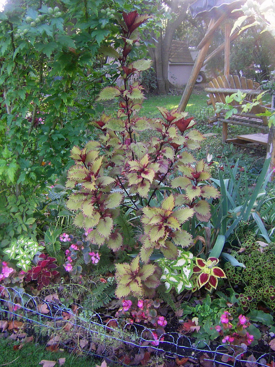 Chin-high Coleus.