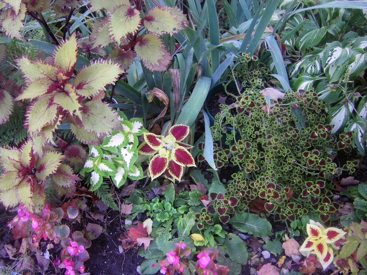 Creeping coleus. Ankle-high for this one.