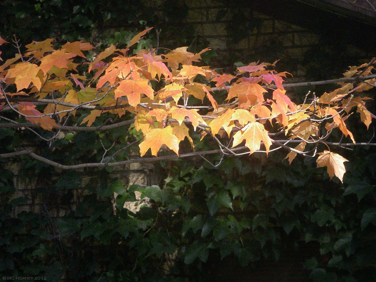 Maple at the west wall.