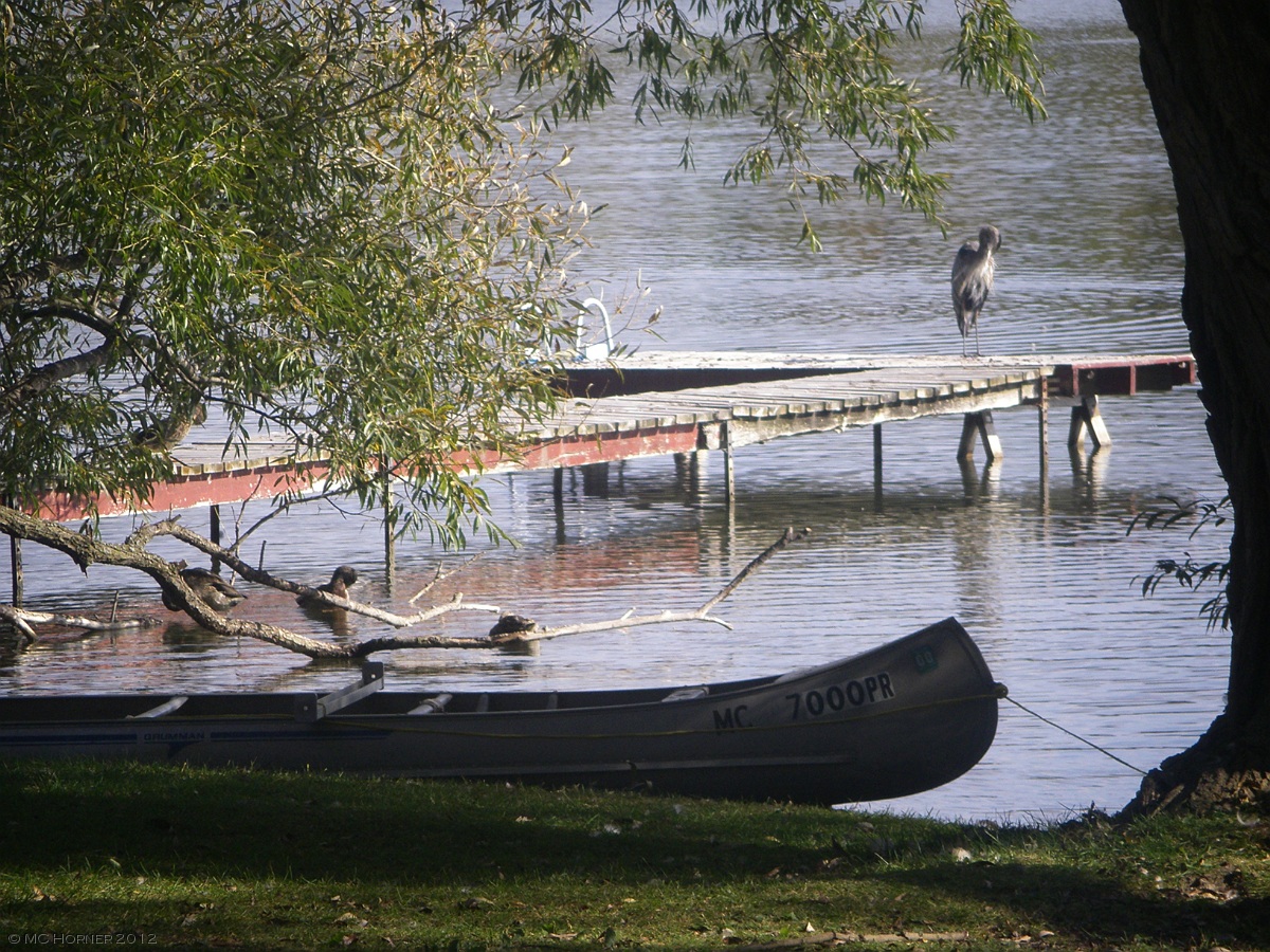 Heron and canoe.