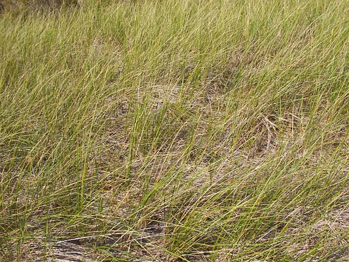 Beach grass.
