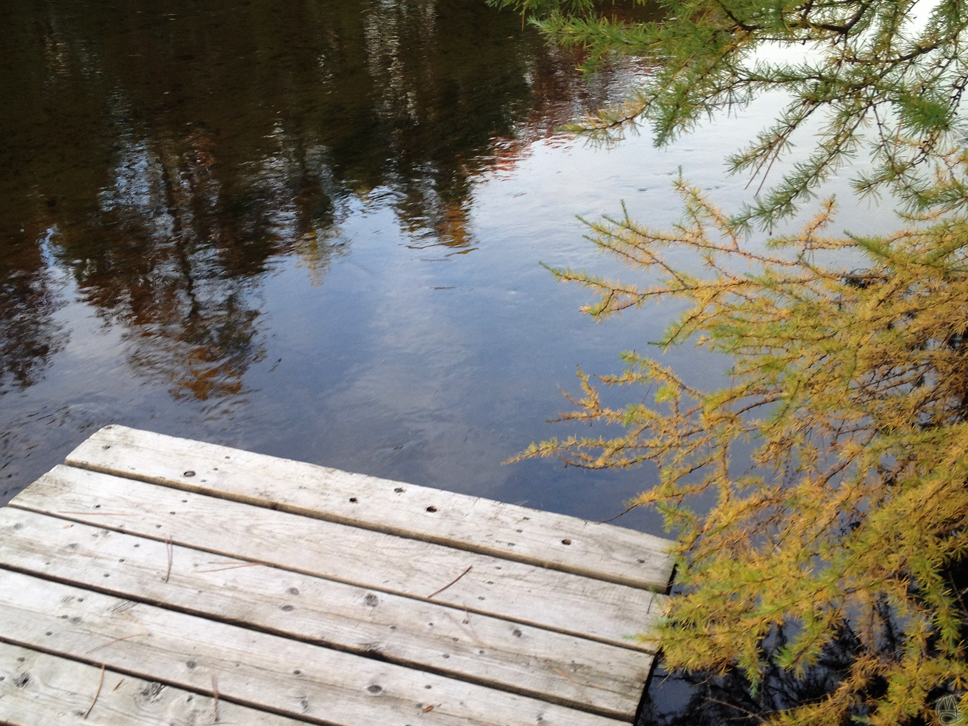 Tamarack by the dock.