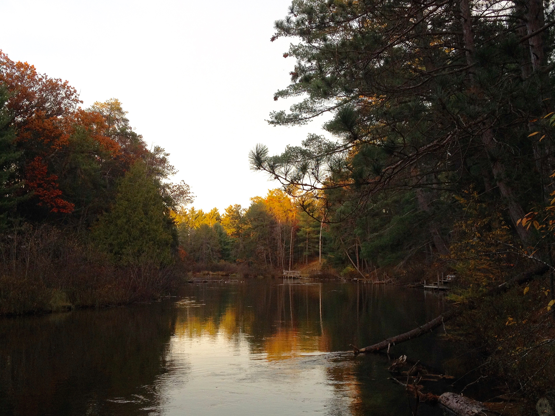 Sunset in the treetops.