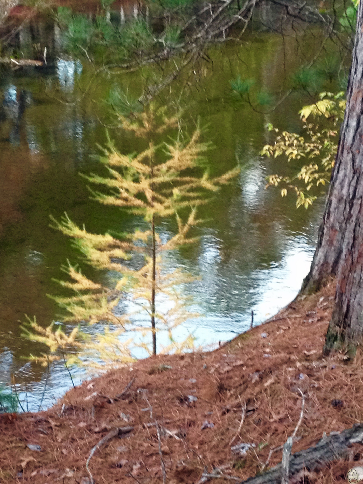 Baby Tamarack.