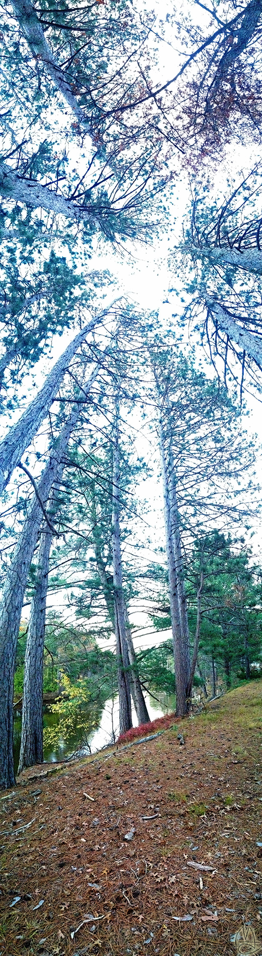 Tree pano.