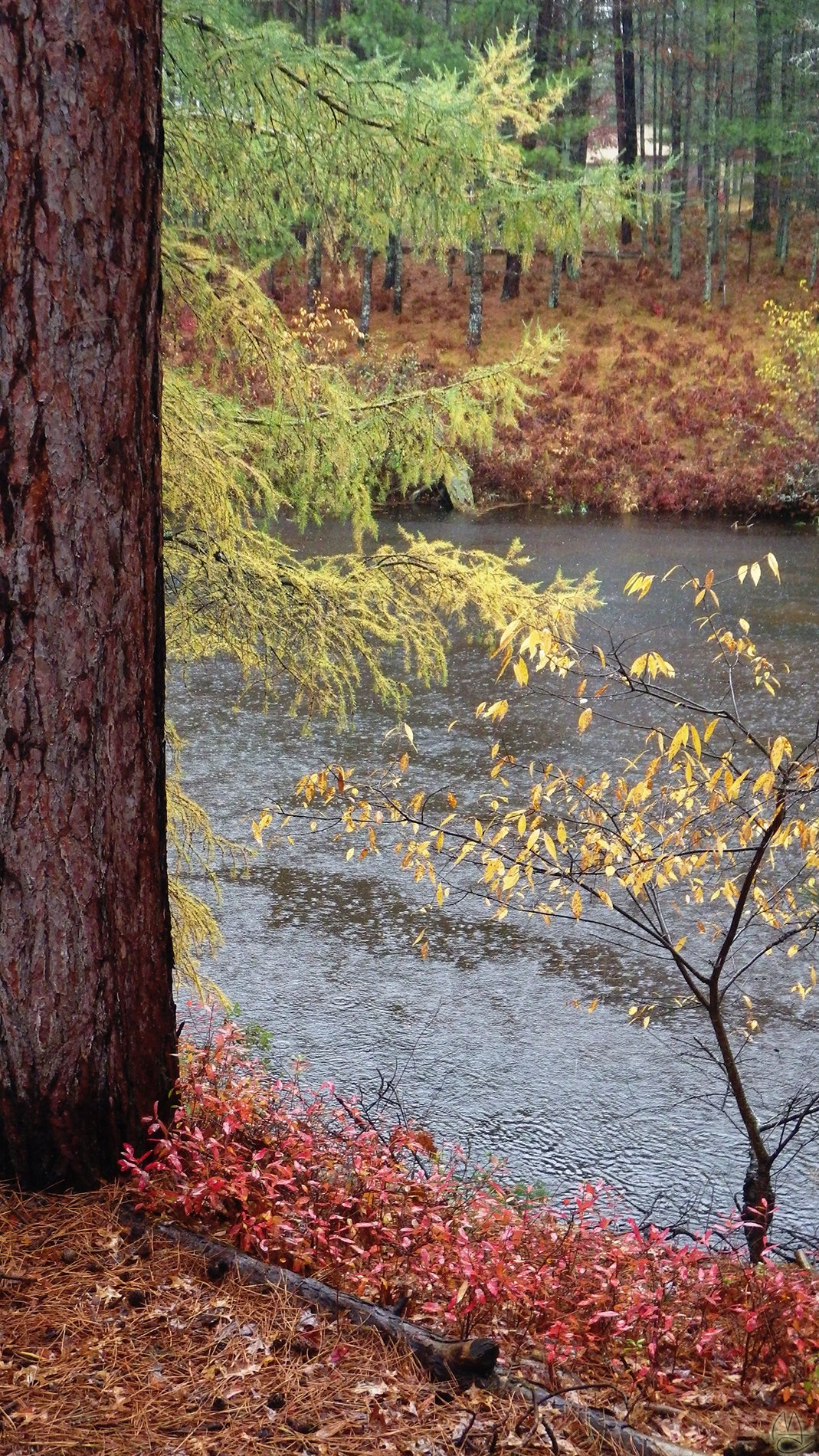 Norway pine, Tamarack, Chokecherry.